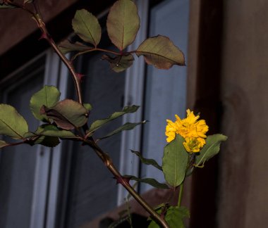 Forsythia 'nın çiçekleri, yapraklar yoğun bir sarı renkle renklendirilmeden önce ilkbaharın başlarında ortaya çıkan kahverengi-siyah kabuklu bir çalıdır..