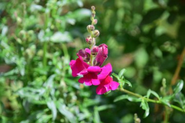 Aslanın ağzı güneş ışığını seven parlak renkli çiçeklerdir ve nem, sıcaklık ve tam ışık olduğunda çok güzel büyürler. Gevşek toprağı da severim..