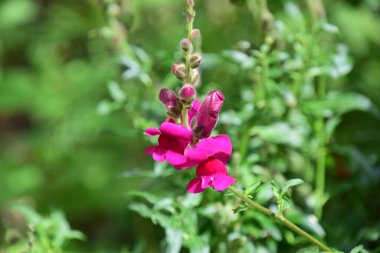 Aslanın ağzı güneş ışığını seven parlak renkli çiçeklerdir ve nem, sıcaklık ve tam ışık olduğunda çok güzel büyürler. Gevşek toprağı da severim..