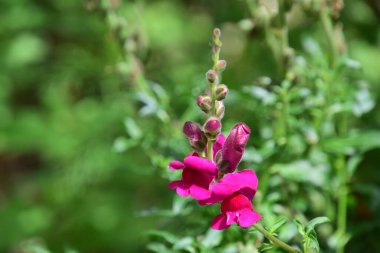Aslanın ağzı güneş ışığını seven parlak renkli çiçeklerdir ve nem, sıcaklık ve tam ışık olduğunda çok güzel büyürler. Gevşek toprağı da severim..