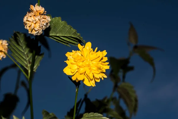 Forsythia 'nın çiçekleri, yapraklar yoğun bir sarı renkle renklendirilmeden önce ilkbaharın başlarında ortaya çıkan kahverengi-siyah kabuklu bir çalıdır..