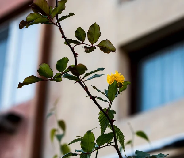 Forsythia 'nın çiçekleri, yapraklar yoğun bir sarı renkle renklendirilmeden önce ilkbaharın başlarında ortaya çıkan kahverengi-siyah kabuklu bir çalıdır..