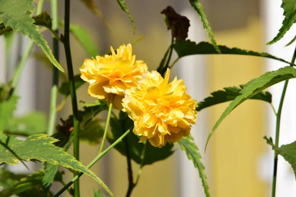 Forsythia 'nın çiçekleri, yapraklar yoğun bir sarı renkle renklendirilmeden önce ilkbaharın başlarında ortaya çıkan kahverengi-siyah kabuklu bir çalıdır..