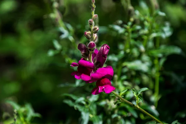 Bouche Lion Sont Des Fleurs Aux Couleurs Vives Qui Aiment — Photo