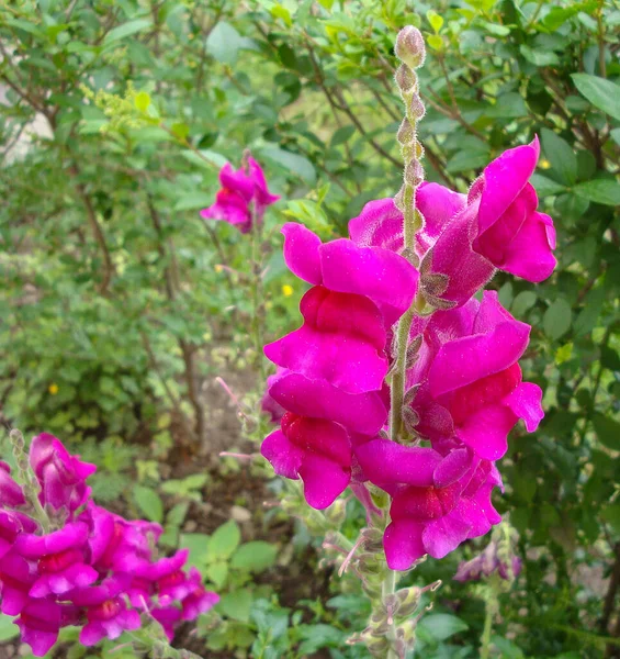 Boca Del León Son Flores Colores Brillantes Que Aman Luz —  Fotos de Stock