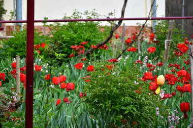 Laleler zarif şekilleri ve güzel renkleri nedeniyle sevilen çiçeklerdir. Bu çiçekler buketler ve çiçek aranjmanları için kullanılır ve düğün töreninde önemli bir rol oynar.
