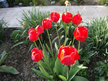 Laleler zarif şekilleri ve güzel renkleri nedeniyle sevilen çiçeklerdir. Bu çiçekler buketler ve çiçek aranjmanları için kullanılır ve düğün töreninde önemli bir rol oynar.