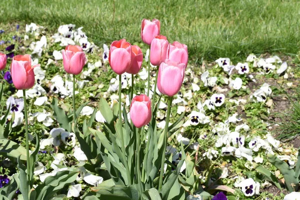 Tulipas São Flores Amadas Devido Sua Forma Elegante Cores Bonitas — Fotografia de Stock