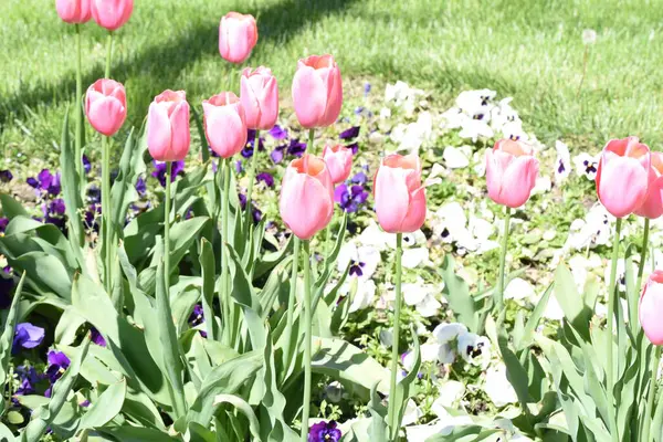 Tulipánok Kedvelt Virágok Miatt Elegáns Alakja Gyönyörű Színeket Ezek Virágok — Stock Fotó