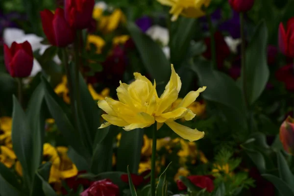 Tulipas São Flores Amadas Devido Sua Forma Elegante Cores Bonitas — Fotografia de Stock