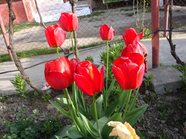 Los Tulipanes Son Flores Queridas Debido Forma Elegante Hermosos Colores — Foto de Stock