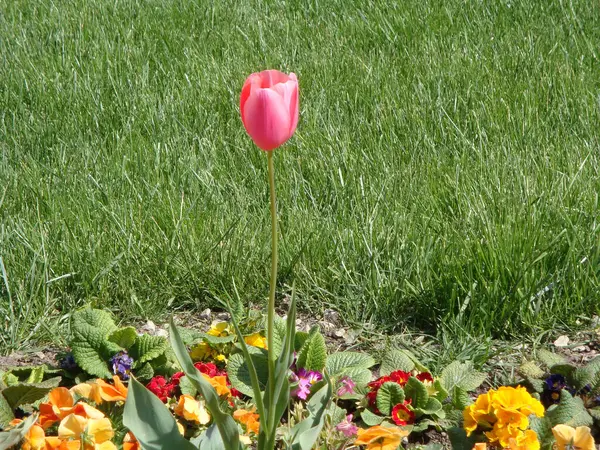 Тюльпани Улюблені Квіти Завдяки Своїй Елегантній Формі Красивим Кольорам Квіти — стокове фото