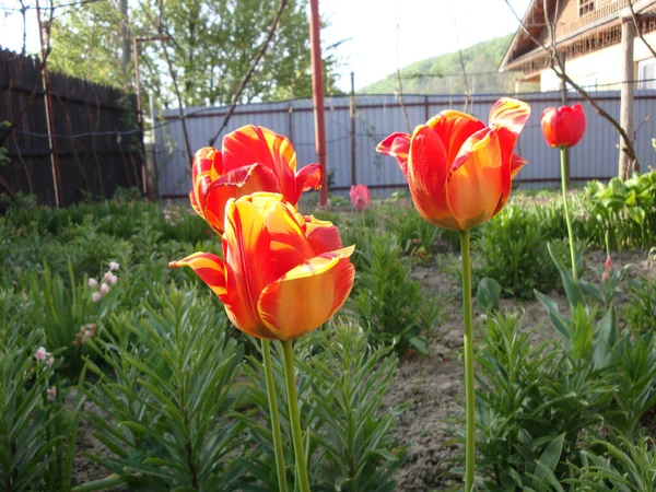 Les Tulipes Sont Des Fleurs Bien Aimées Raison Leur Forme — Photo