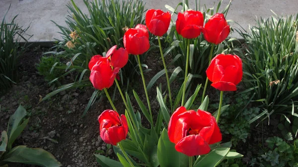 Tulipany Ukochane Kwiaty Względu Ich Elegancki Kształt Piękne Kolory Kwiaty — Zdjęcie stockowe