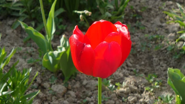 Los Tulipanes Son Flores Queridas Debido Forma Elegante Hermosos Colores — Foto de Stock