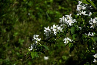 Yasemin, ayrıca limon olarak da bilinir, küçük, beyaz veya sarı çiçeklere sahiptir ve yaygın olarak çiçek kokusu için yetiştirilir. Yapraklar zıt ya da alternatif düzende düzenlenmiştir. 