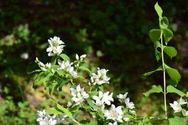 Yasemin, ayrıca limon olarak da bilinir, küçük, beyaz veya sarı çiçeklere sahiptir ve yaygın olarak çiçek kokusu için yetiştirilir. Yapraklar zıt ya da alternatif düzende düzenlenmiştir. 