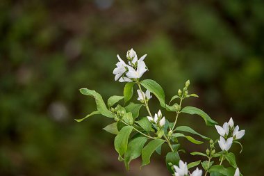 Yasemin, ayrıca limon olarak da bilinir, küçük, beyaz veya sarı çiçeklere sahiptir ve yaygın olarak çiçek kokusu için yetiştirilir. Yapraklar zıt ya da alternatif düzende düzenlenmiştir. 