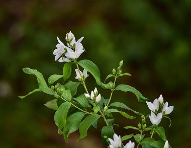 Yasemin, ayrıca limon olarak da bilinir, küçük, beyaz veya sarı çiçeklere sahiptir ve yaygın olarak çiçek kokusu için yetiştirilir. Yapraklar zıt ya da alternatif düzende düzenlenmiştir. 