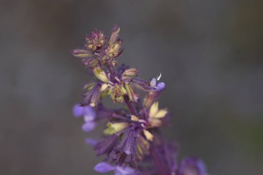 Lamium purpureum, also called the gypsy s seal or pussy, belongs to the labiate family, which includes nettle, dead nettle, blooms in early spring, at the end of March. The flowers are purple.