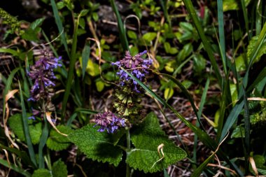 Lamium purpureum, also called the gypsy s seal or pussy, belongs to the labiate family, which includes nettle, dead nettle, blooms in early spring, at the end of March. The flowers are purple.