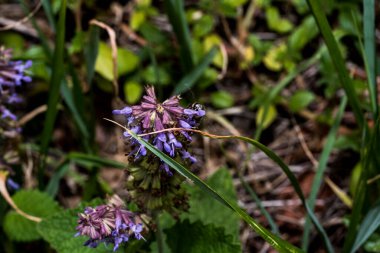 Lamium purpureum, also called the gypsy s seal or pussy, belongs to the labiate family, which includes nettle, dead nettle, blooms in early spring, at the end of March. The flowers are purple.