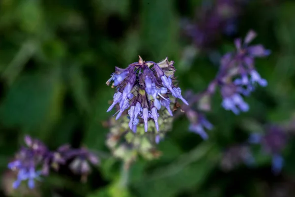 Lamium Purpureum Also Called Gypsy Seal Pussy Belongs Labiate Family — Photo