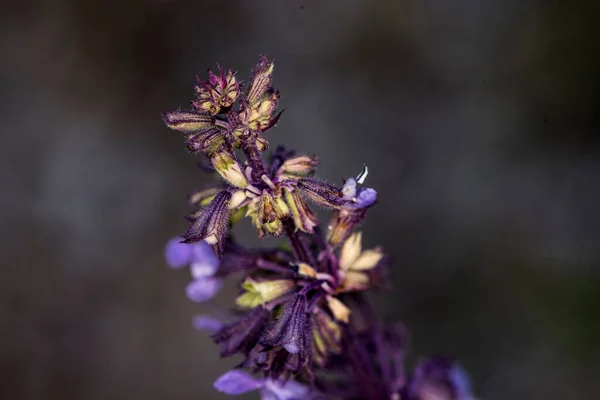 Lamium Purpureum Also Called Gypsy Seal Pussy Belongs Labiate Family — Photo