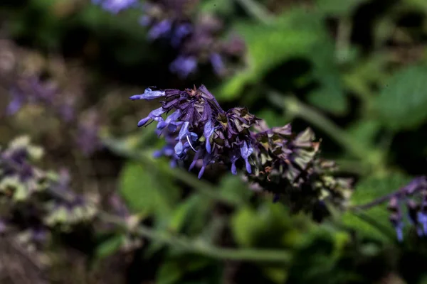 Lamium Purpureum Also Called Gypsy Seal Pussy Belongs Labiate Family — Photo