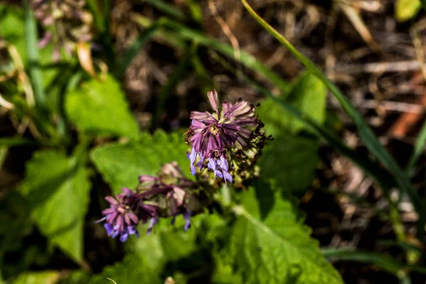 Lamium Purpureum Also Called Gypsy Seal Pussy Belongs Labiate Family — Stok fotoğraf