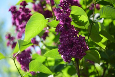 Yarasa, bahar aylarında çiçek açan tek ya da çift çiçekli, hoş kokulu, bozuk paralarla gruplanmış, çok renkli, leylaktan beyaz ve koyu yeşil oval yapraklara kadar farklı renklerde bir çalılıktır.
