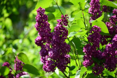 Yarasa, bahar aylarında çiçek açan tek ya da çift çiçekli, hoş kokulu, bozuk paralarla gruplanmış, çok renkli, leylaktan beyaz ve koyu yeşil oval yapraklara kadar farklı renklerde bir çalılıktır.