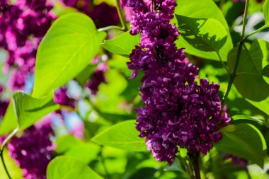 Yarasa, bahar aylarında çiçek açan tek ya da çift çiçekli, hoş kokulu, bozuk paralarla gruplanmış, çok renkli, leylaktan beyaz ve koyu yeşil oval yapraklara kadar farklı renklerde bir çalılıktır.