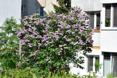 Yarasa, bahar aylarında çiçek açan tek ya da çift çiçekli, hoş kokulu, bozuk paralarla gruplanmış, çok renkli, leylaktan beyaz ve koyu yeşil oval yapraklara kadar farklı renklerde bir çalılıktır.