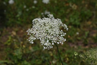 Ammi Visnaga (yabani dereotlar), hemisferik kompakt çiçekleri ve tıbbi özellikleri olan, fakat aynı zamanda bir süs bitkisi olarak bahçede yetiştirilen bir bitkidir.