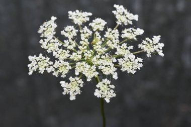 Ammi Visnaga (yabani dereotlar), hemisferik kompakt çiçekleri ve tıbbi özellikleri olan, fakat aynı zamanda bir süs bitkisi olarak bahçede yetiştirilen bir bitkidir.