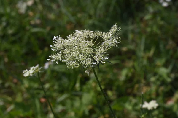 Ammi Visnaga Yabani Dereotlar Hemisferik Kompakt Çiçekleri Tıbbi Özellikleri Olan — Stok fotoğraf