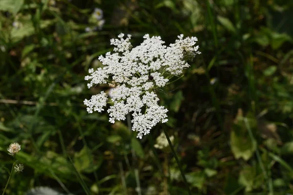 Ammi Visnaga Neboli Divoký Kopr Jednoletá Bylinná Rostlina Bílými Květy — Stock fotografie