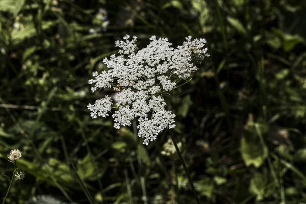Амми Visnaga Дикий Укроп Является Ежегодным Травянистым Растением Белыми Цветами — стоковое фото