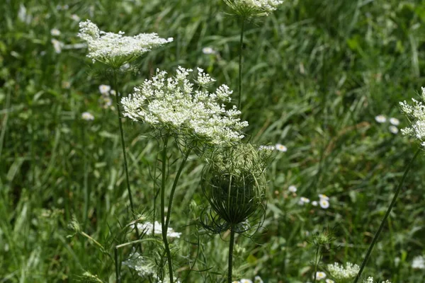 Ammi Visnaga Yabani Dereotlar Hemisferik Kompakt Çiçekleri Tıbbi Özellikleri Olan — Stok fotoğraf