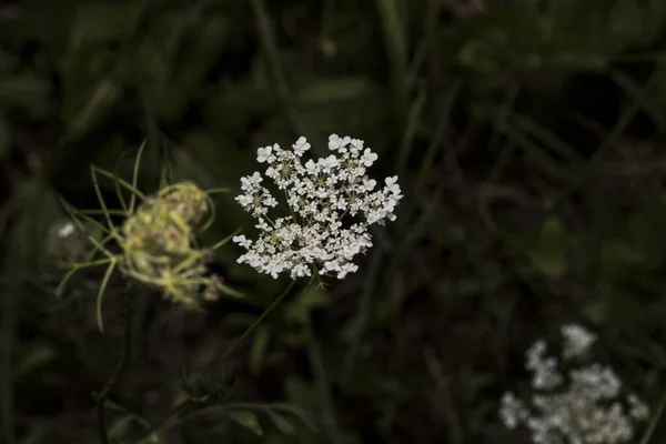 Ammi Visnaga Yabani Dereotlar Hemisferik Kompakt Çiçekleri Tıbbi Özellikleri Olan — Stok fotoğraf