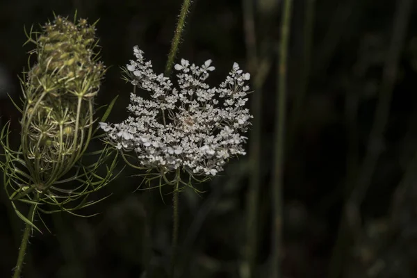 Ammi Visnagaまたは野生のディルは 半球状のコンパクトな塊茎に白い花を咲かせる草本植物で 薬用特性だけでなく 観賞植物として庭で栽培されています — ストック写真