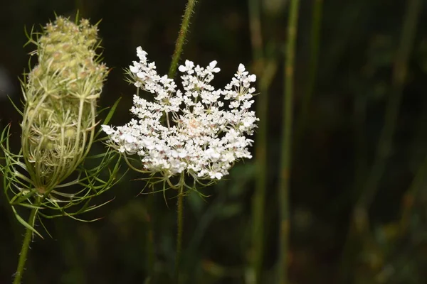 Ammi Visnaga Yabani Dereotlar Hemisferik Kompakt Çiçekleri Tıbbi Özellikleri Olan — Stok fotoğraf