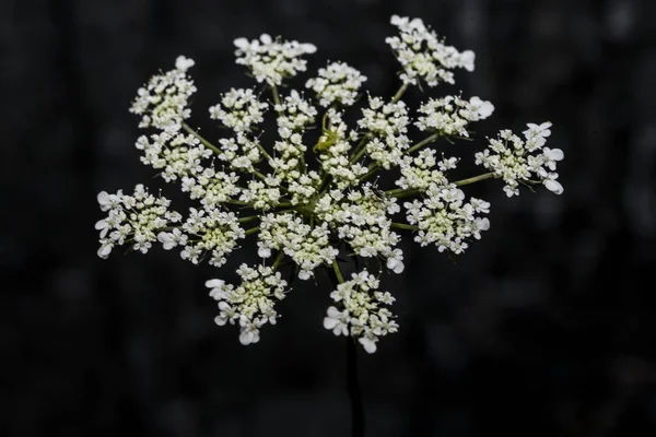 Ammi Visnaga Yabani Dereotlar Hemisferik Kompakt Çiçekleri Tıbbi Özellikleri Olan — Stok fotoğraf