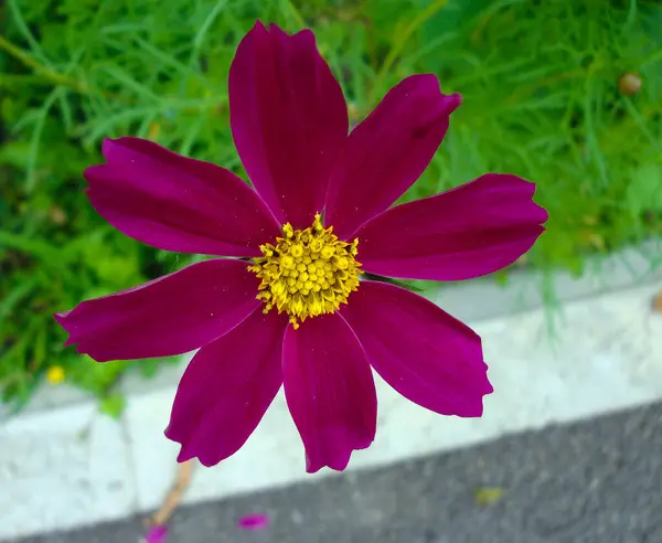 Mararita Eller Kosmos Blomma Med Råa Grã Blad Med Tvã — Stockfoto