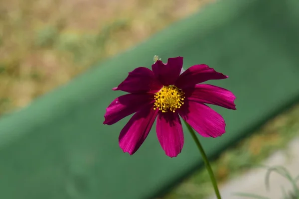 成田またはコスモスは 生の緑色の葉を持つ花で 2種類の花があり 外側の花はピンク 白または黄色で着色され 内側の花は黄色です — ストック写真