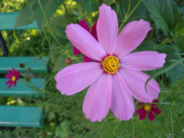 成田またはコスモスは 生の緑色の葉を持つ花で 2種類の花があり 外側の花はピンク 白または黄色で着色され 内側の花は黄色です — ストック写真