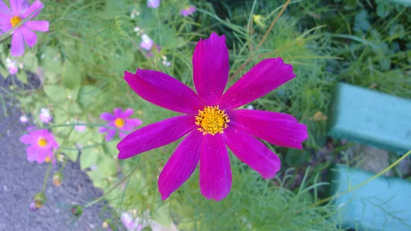 成田またはコスモスは 生の緑色の葉を持つ花で 2種類の花があり 外側の花はピンク 白または黄色で着色され 内側の花は黄色です — ストック写真