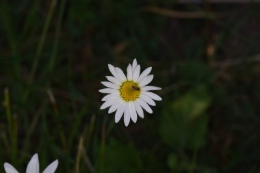 Boğa gözü papatya benzeri çiçeklerle süslü bir bahçe çiçeğidir ve çeşitli renklerde renklendirilir. Beyaz, sarı, pembe, kırmızı, mor.