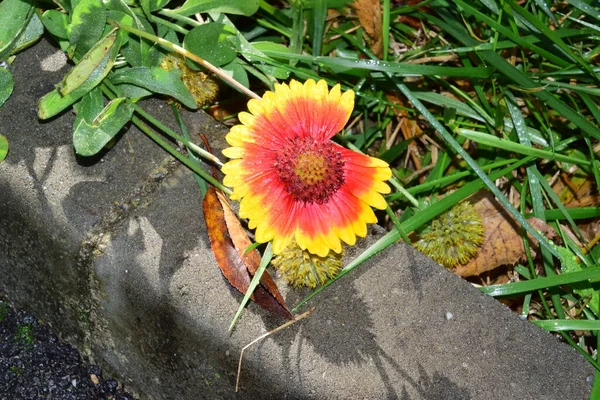 Byk Oko Jest Ozdobny Kwiat Ogrodowy Kwiatami Stokrotki Jak Jest — Zdjęcie stockowe